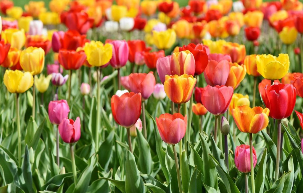 Ezeken a látványterületeken 150 ezer tulipán fogadja a vendégeket, amit nem is lehet leszedni
