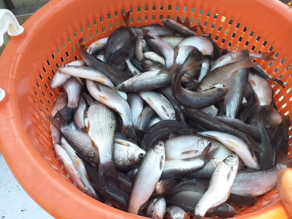A halakat az ország több pontjáról szerezték be haltermelői partnereiken keresztül: a Győri Előre HTSZ – Győr; a Bérhalász Kft. – Mike–vízimalompuszta, valamint a MATE-HAKI – Szarvas működött közre az állatok beszerzésénél.