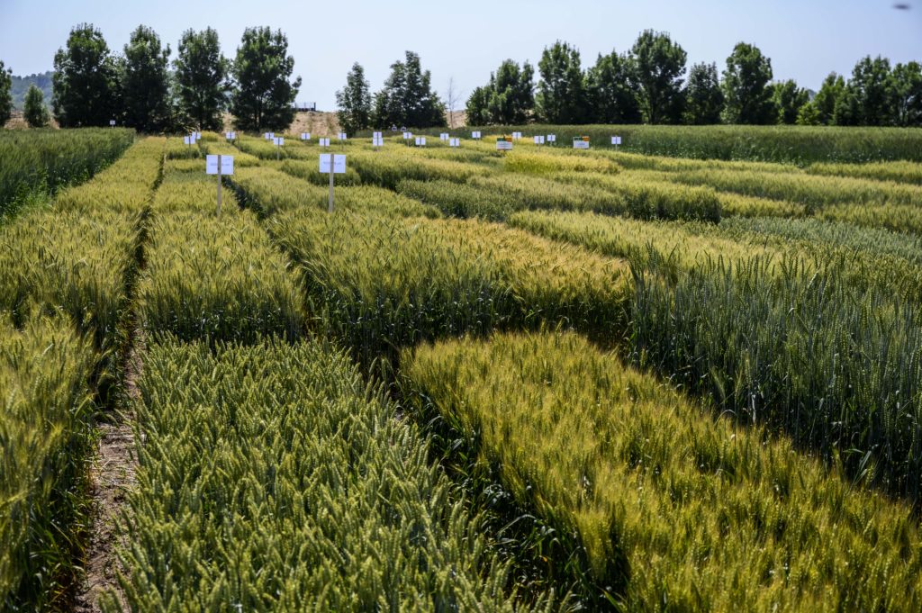 A kísérletek gyakorlati hasznot hoznak a biogazdálkodás területén a gazdáknak