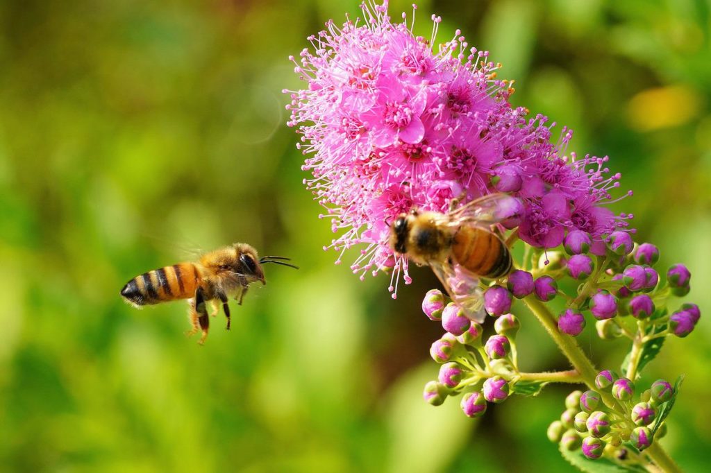 A méhvédelem jelentősége hatalmas a mezőgazdaság szempontjából is