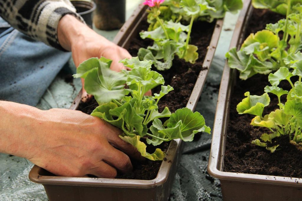 Miközben zöldségeket termeszt valaki az erkélyen, érdemes ültetnie melléjük néhány kísérő fűszernövényt