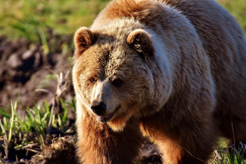 Azt, hogy pontosan hány medve él Romániában, uniós támogatású projekt révén állapítják meg