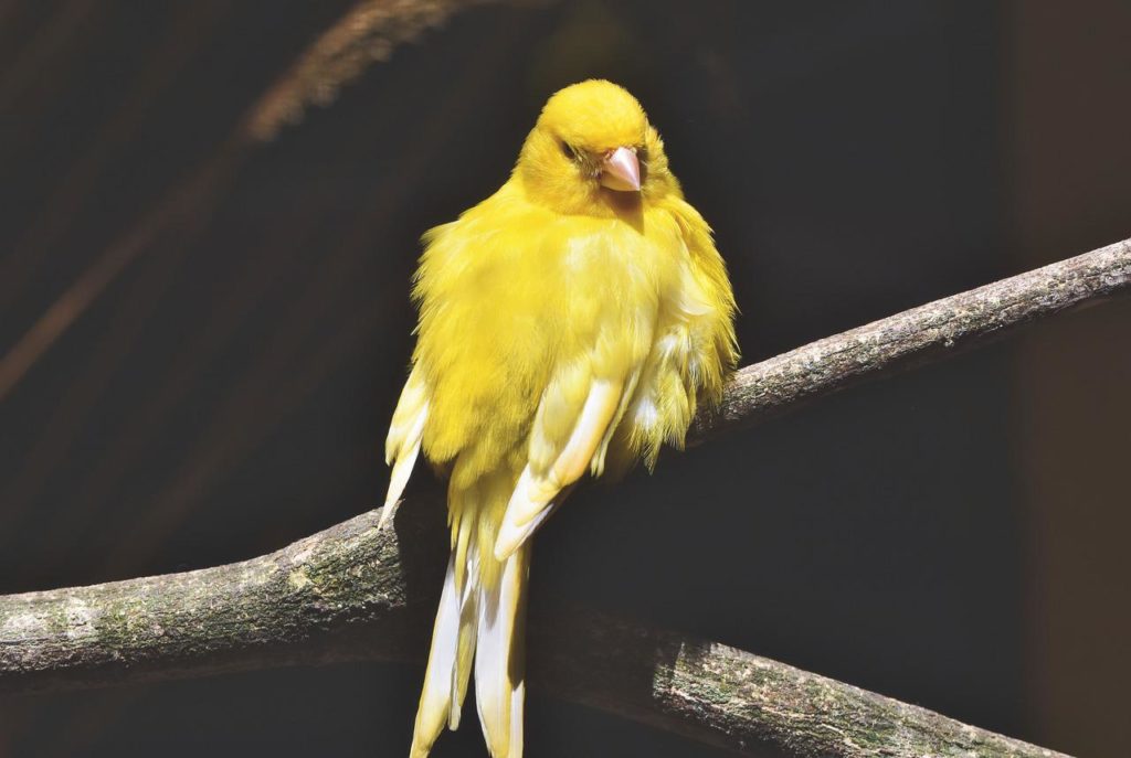 A madarak valóban a bolygónk egészségi állapotát jelző ’kanárik a szénbányában’, mivel érzékenyek az ökoszisztéma változásaira, mindenütt jelen vannak a bolygón, és jól tanulmányozhatók