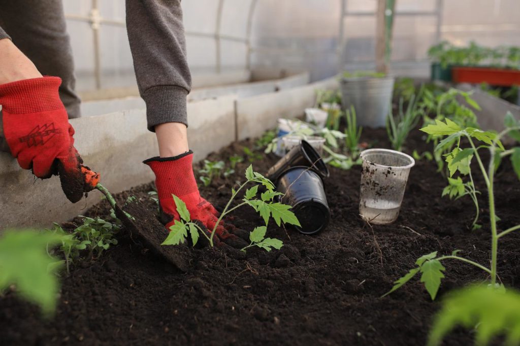 A kert tervezésekor a fő szabály a következő: olyan dolgokat termesszünk, amelyeket meg akarunk enni