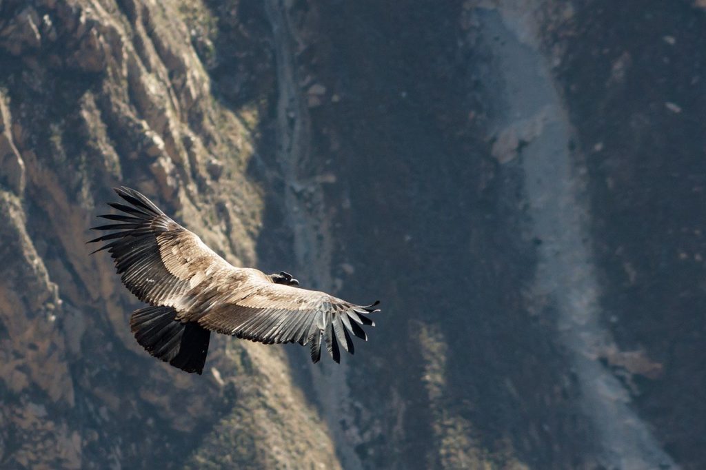 A Rüppell-keselyű 11 300 méteres magasságban repül