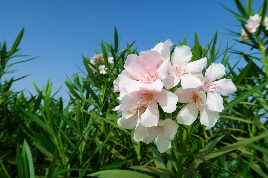 Az oleander minimális halálos dózisa szarvasmarhák esetében 50mg/kg testtömegnek bizonyult