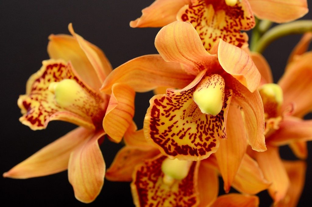 Az orchideaféléknek nagy a fényigényük, tegyük nem huzatos, de napos helyre