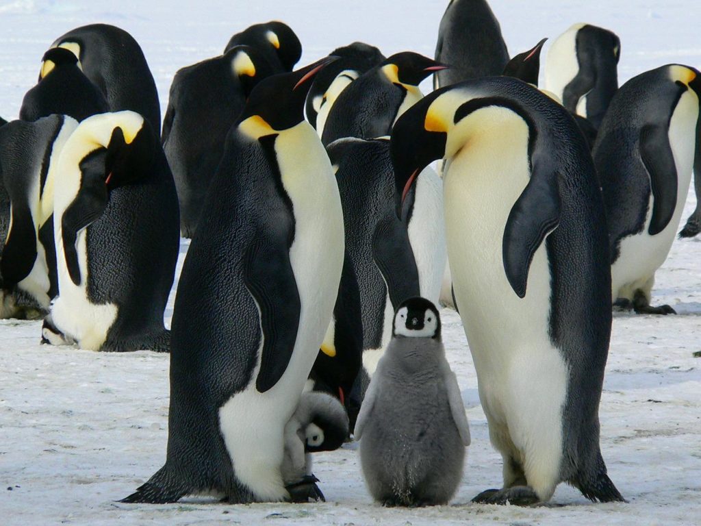 A császárpingvinek több mint 500 méterrel a tenger felszíne alá merülnek. A madarak hatalmas kulturális értékkel bírnak, de az ökoszisztémák számára is létfontosságúak
