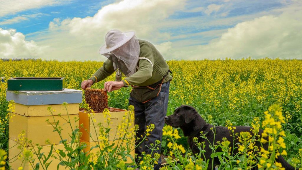 Mind a méhek, mind az emberek számára kiemelten értékes beltartalmi tulajdonságokkal bír, ennek köszönhetően a repceméz nagyszerű immunerősítő