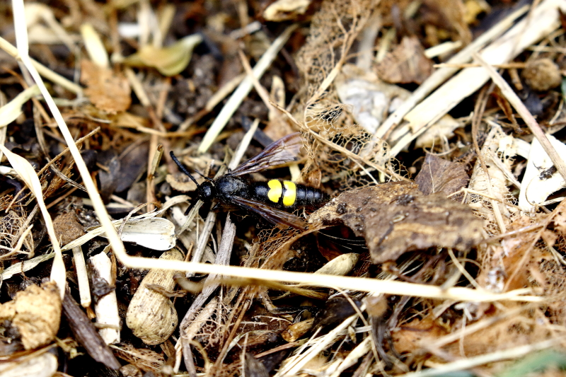 A sötétszárnyú tőrösdarázs a rovarcsoport egyik leggyakrabban látható, településeken is előforduló faja - fotó: Orbán Zoltán