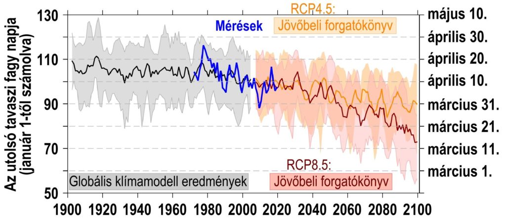 2. ábra: Az utolsó tavaszi fagy napja a megfigyelések szerint Magyarországon az 1971-2020 időszak megfigyelései (kék), valamint az 1900-2005 időszakban, historikus kényszerekkel szimulált (szürke), illetve az optimistább RCP4.5 (narancs) és a pesszimista RCP8.5 (piros) forgatókönyvet 2006-2100 időszakban követő jövőbeli szimulációk alapján. A szürke sáv 7 globális szimulációt, míg a narancs és a piros sáv 6-6 regionális szimulációt tartalmaz, a vastagított vonalak a szimulációk átlagát jelölik. A szürke vonal trendje nem szignifikáns, a kék vonalé -2,4 nap/évtized, míg a narancs és a piros vonal trendje -1,3 nap/évtized, illetve -2,7 nap/évtized. A szerzők ábrája.
