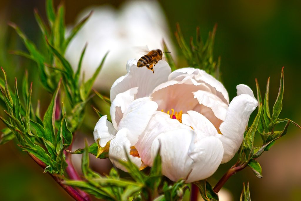 Felmérték a németek a szermaradványok jelenlétét a dísznövényekben, 40 százalék volt a méhekre mérgező