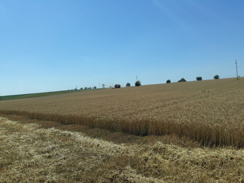 Az aszály a hosszan tartó szárazsággal megnehezíti a magyar gazdák dolgát is - Fotó: Magro.hu, CSZS, Tápióbicske