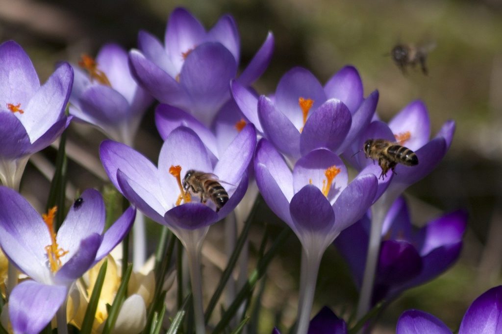 Július 19-ig lehet pályázni a méhek állatjóléti támogatására, 10 milliárd forint a keretösszeg