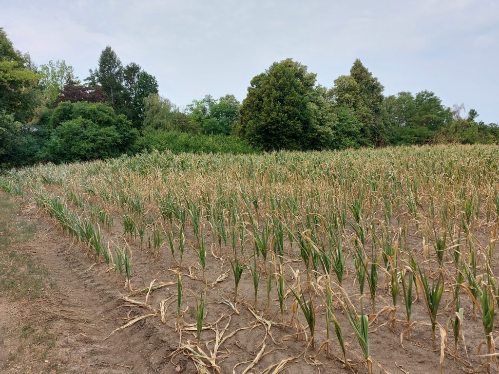 Segítség a vészhelyzetben: 3 milliárdos támogatást kérhetnek a gazdák a tömegtakarmány szállítási költségeinek finanszírozására az aszály miatt - Fotó: Magro.hu, CSZS, Gödöllő, szárazság sújtotta kukoricatábla, 2022 augusztus 8.