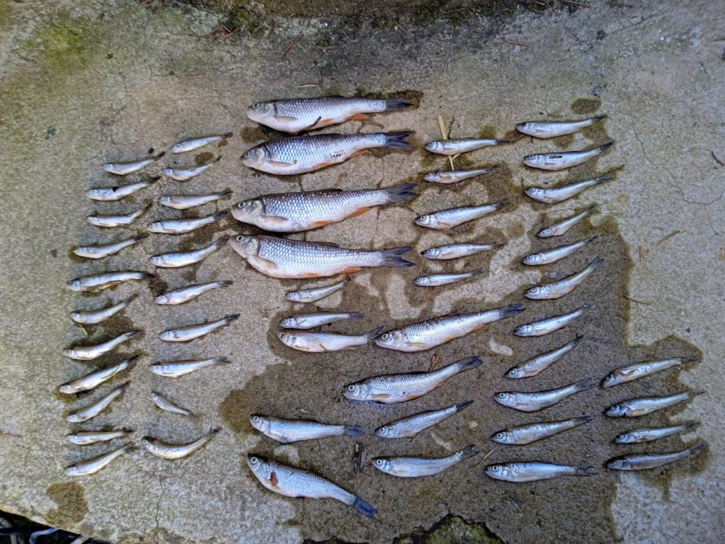 Elpusztult halak (köztük védett fenékjáró küllők) a Kövicses-patak egy leszáradó pocsolyájából - Fotó: BNPI