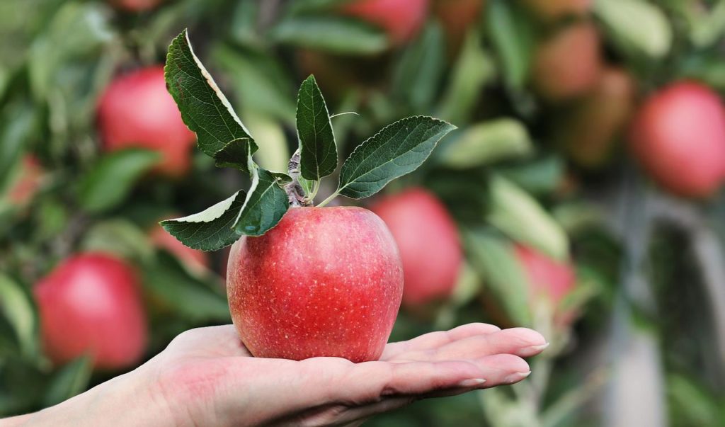 535 ezer tonna alma van még raktáron Európában