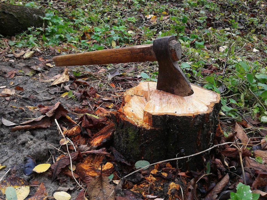 Az erdőkért felelős államtitkár, Zambó Péter azt mondta, hogy ezután is szabályozott keretek között fog zajlani a fakitermelés