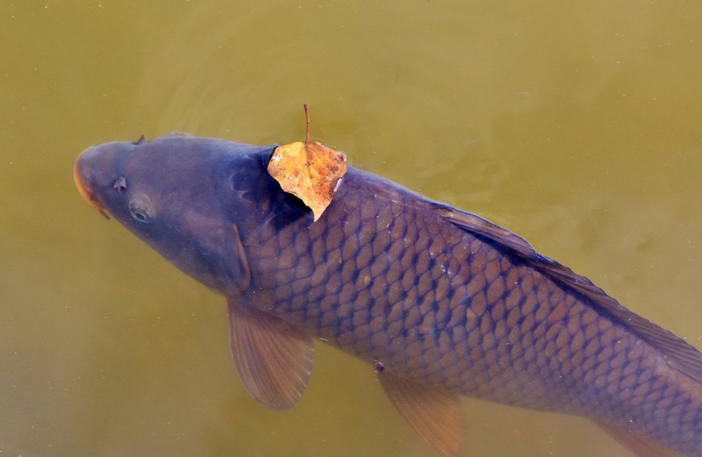 Különleges aminosav javíthat a hazai pontytermelés eredményein: éhesebbek és egészségesebbek lesznek a halak tőle