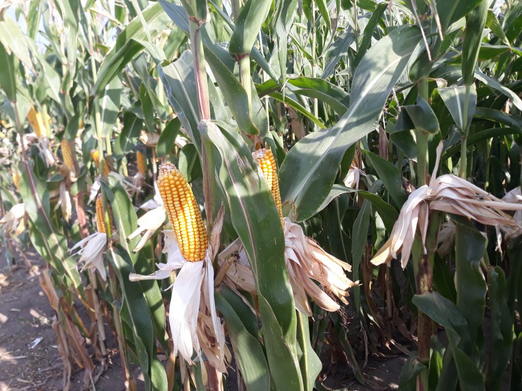 Az aszály vesztese az európai és a magyar mezőgazdaság, így a kukorica is. A klímapolitikai változtatásokkal lehet megoldást találni a kihívásokra. Fotó: Magro.hu, CSZS, Bábolna, 2020