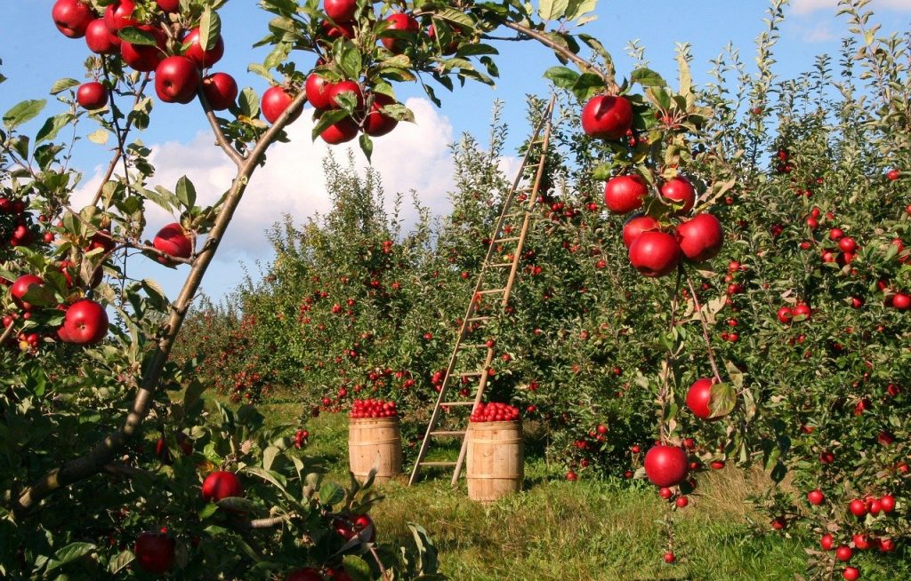 Magyarországon 350 ezer tonnára becsülhető az idei termés, amiből 100-120 ezer tonna lesz az étkezési alma, 170-190 ezer tonna az ipari és 20-40 ezer tonna juthat egyéb feldolgozásra.