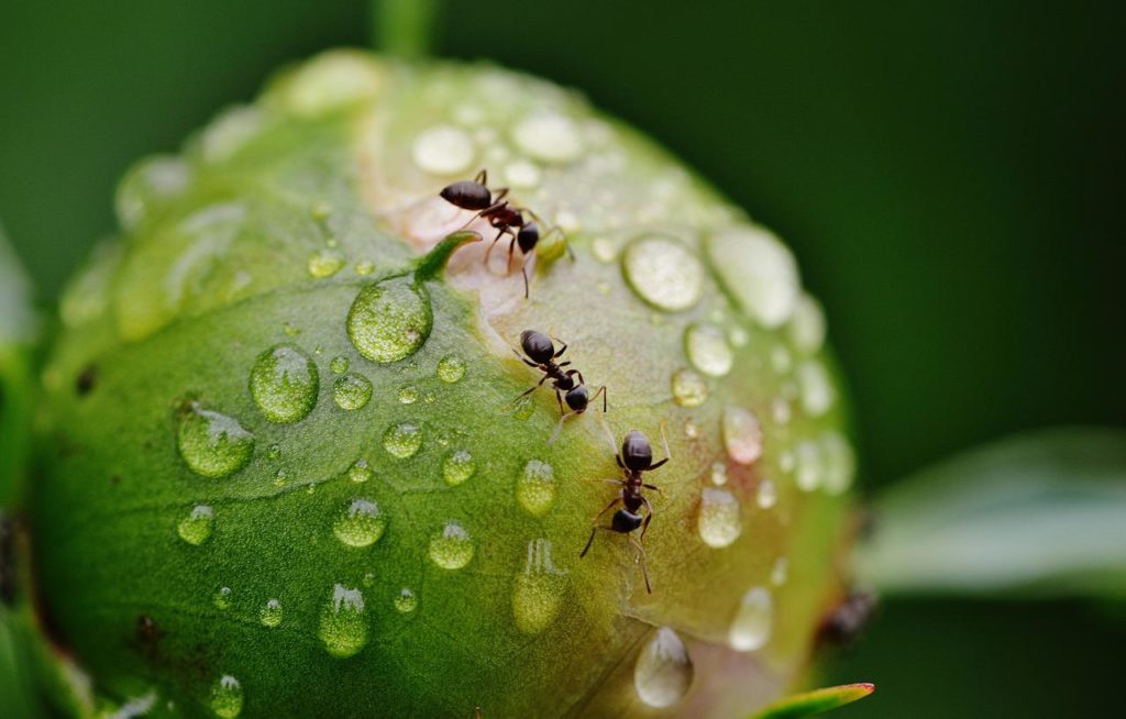 A kínai citrustermesztők évszázadok óta használnak hangyákat a gyümölcsfák kártevőinek megfékezésére