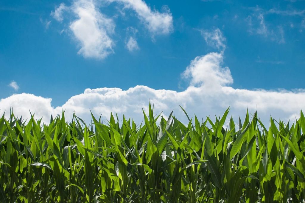Idén mindössze 117 mm csapadék hullott a kukorica tenyészidejében. Június és augusztus között a hőmérséklet 2-4 Celsius fokkal haladta meg a sokéves átlagot
