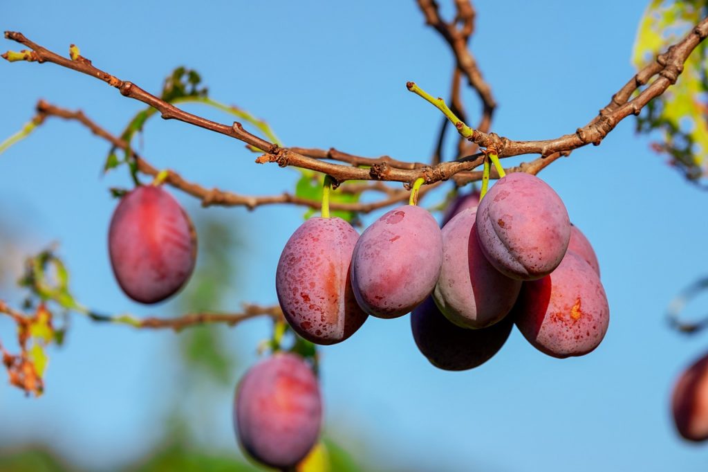 A szilva Magyarországon a harmadik legnagyobb mennyiségben termesztett gyümölcs az alma és a meggy után, közel 7000 hektáron vannak szilvafák