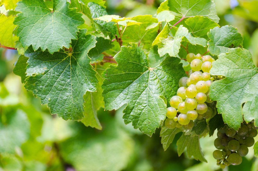 Pusztítják a szőlőt a seregélyek, még nem indulhat meg a nagy szüret a Tokaji borvidéken - képünk illusztráció