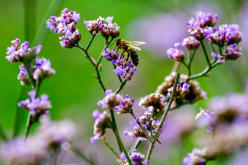 Méh a virágzó magyar sóvirágon (Limonium gmelinii ssp. hungaricum) Derecske határában 2022. szeptember 29-én. A virág a szikes puszták jellegzetes nyárvégi növénye, júliustól szeptemberig virágzik. MTI/Czeglédi Zsolt