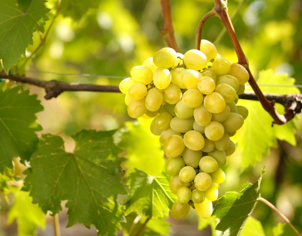 A csemegeszőlő előnyös beltartalma miatt értékes étel