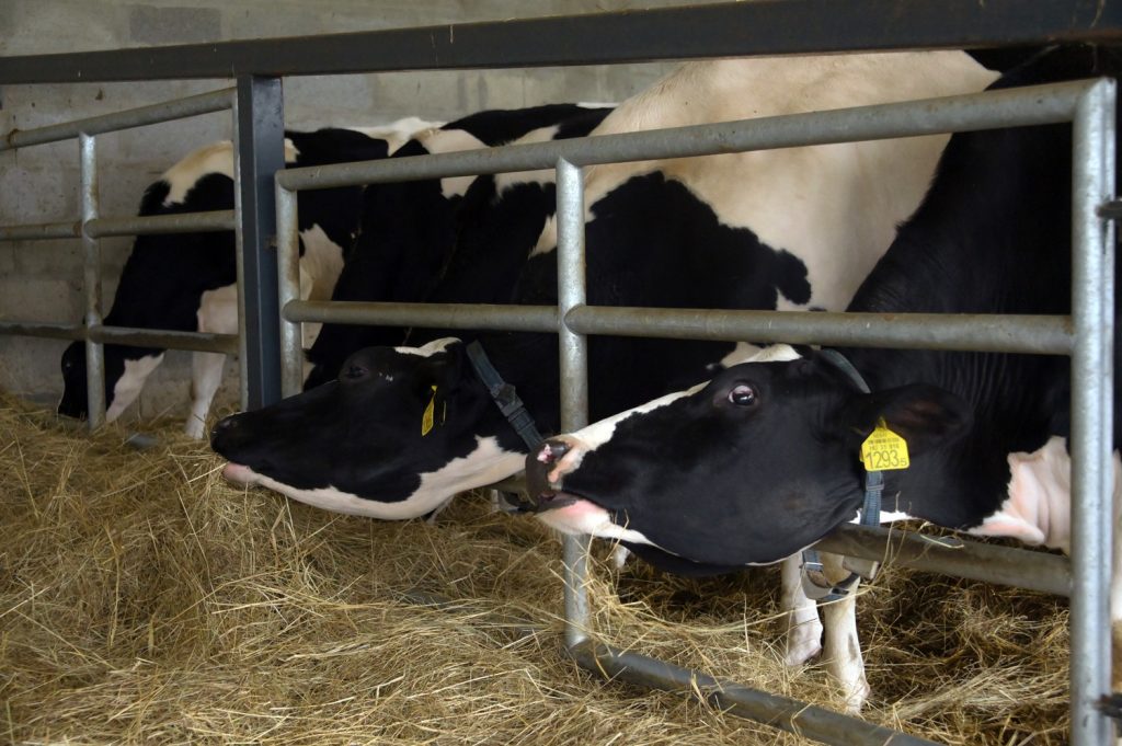 Holstein-fríz szarvasmarhák az új állatállomás területén, Kaposváron