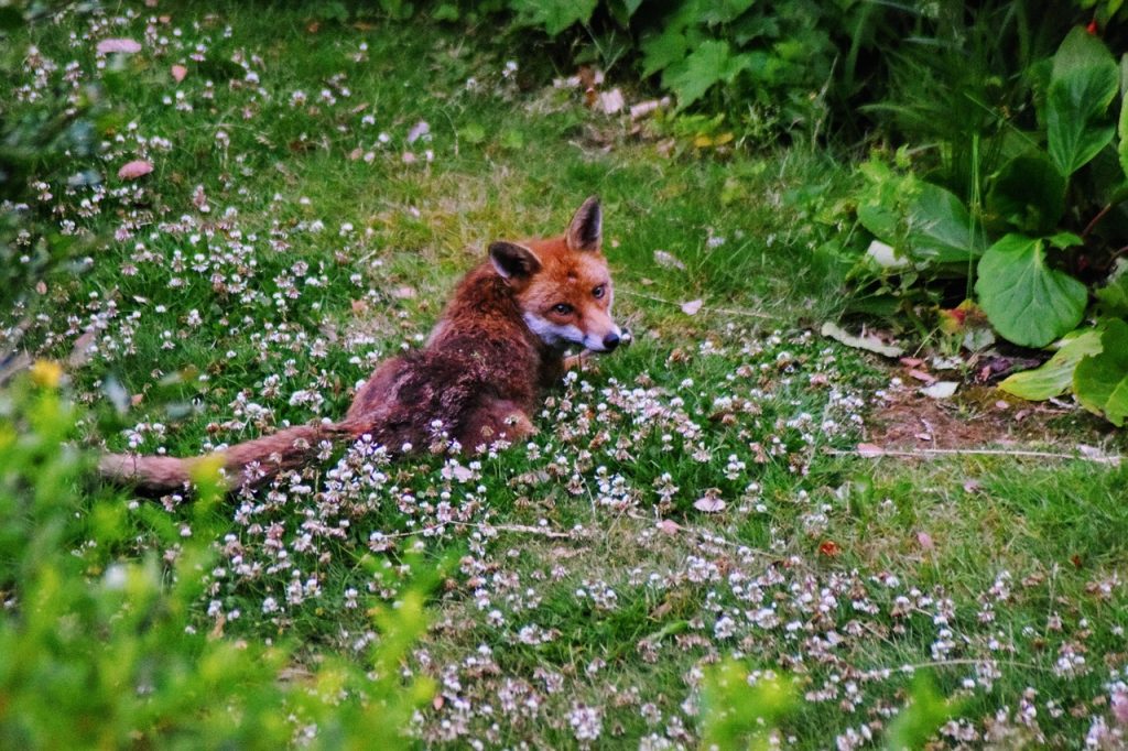 Az utóbbi években jelentősen emelkedett a Magyarországon található ragadozók száma, különösen a rókák és az aranysakálok szaporodtak el