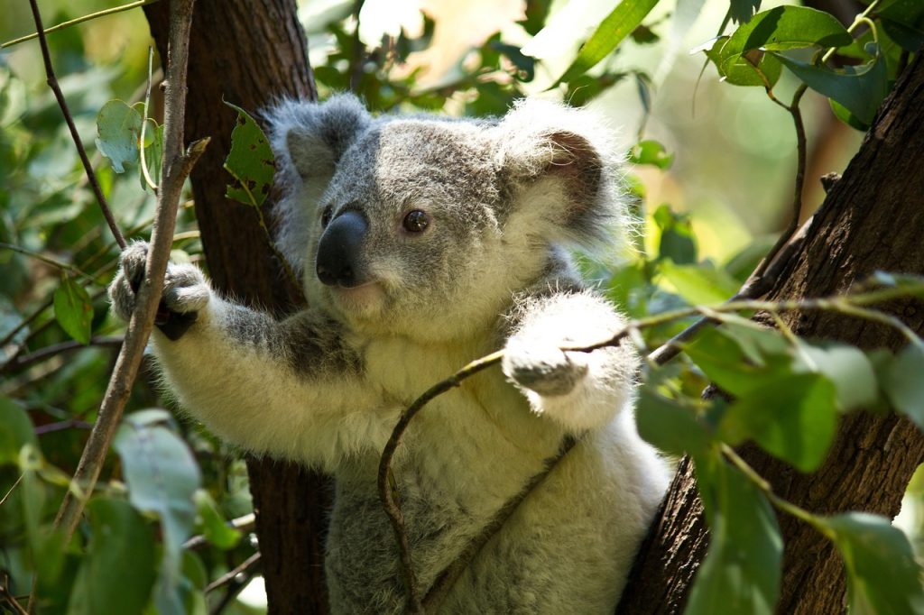 Koala a fán: ezer hektárnyi élőhelyüket veszélyezteti egy bánya megnyitása - képünk illusztráció