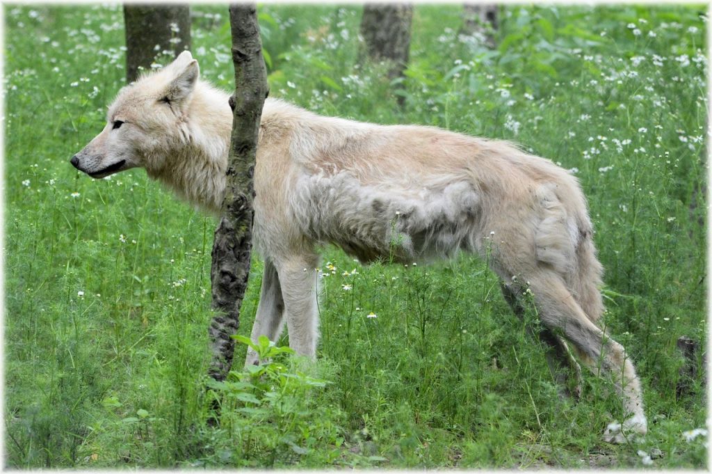 A szürke farkasok visszatelepítésének támogatása az egyik legnagyobb sikertörténet a Rewilding Europe jelentése szerint