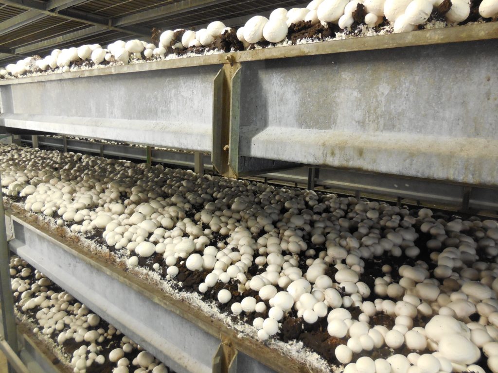 Gombatermesztés a gyakorlatban a Bio-Fungi Kft. Pest megyei telepén