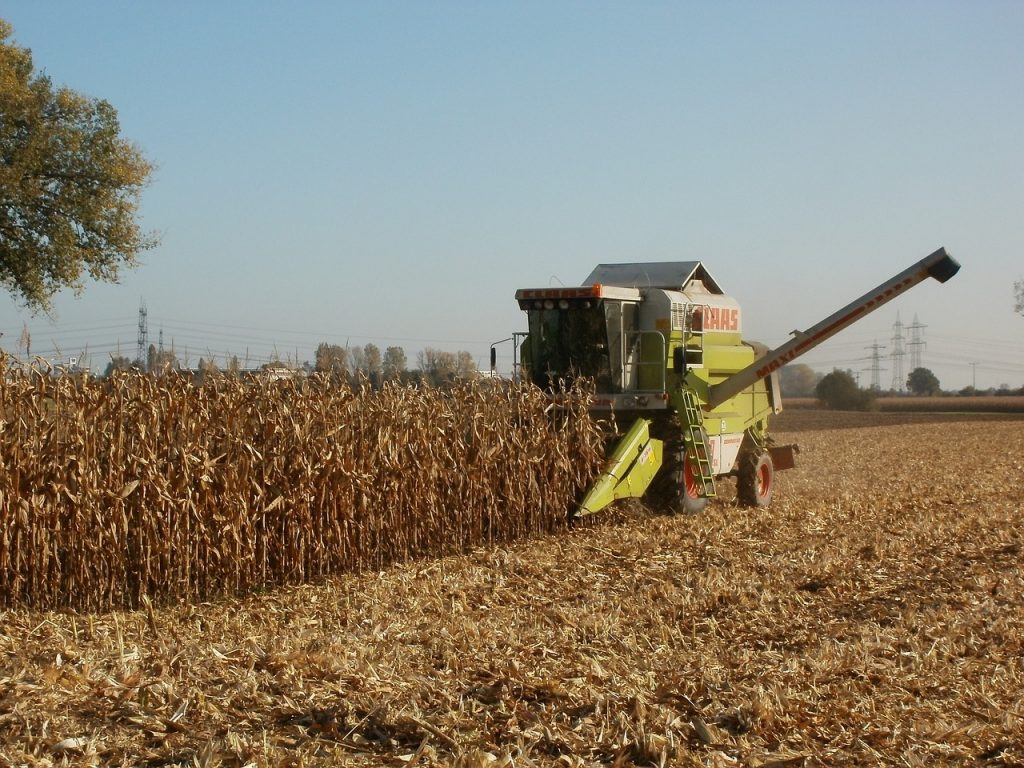 A kukorica közel 90 százalékát betakarították Zala megyében, a hektáronkénti átlaghozam 7,3 tonna - képünk illusztráció