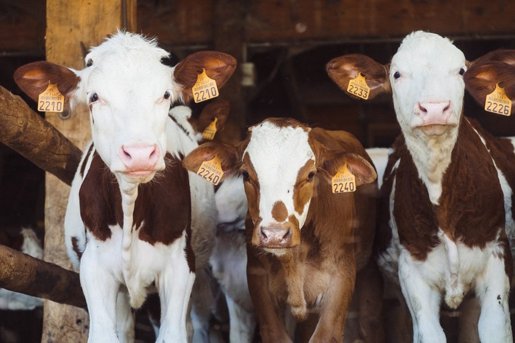 A 30 feletti ismételt teszteredményekkel rendelkező fertőzött teheneket ’vörös’ teheneknek minősítik, de az e feletti tartomány széles lehet