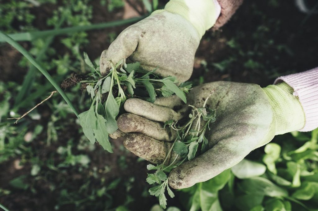  A takarás megóvja a talajt a fagytól, és kiszáradás ellen is hatékony védelmet nyújt. Jót tesz a növényeknek, és visszaszorítja a gyomosodást is