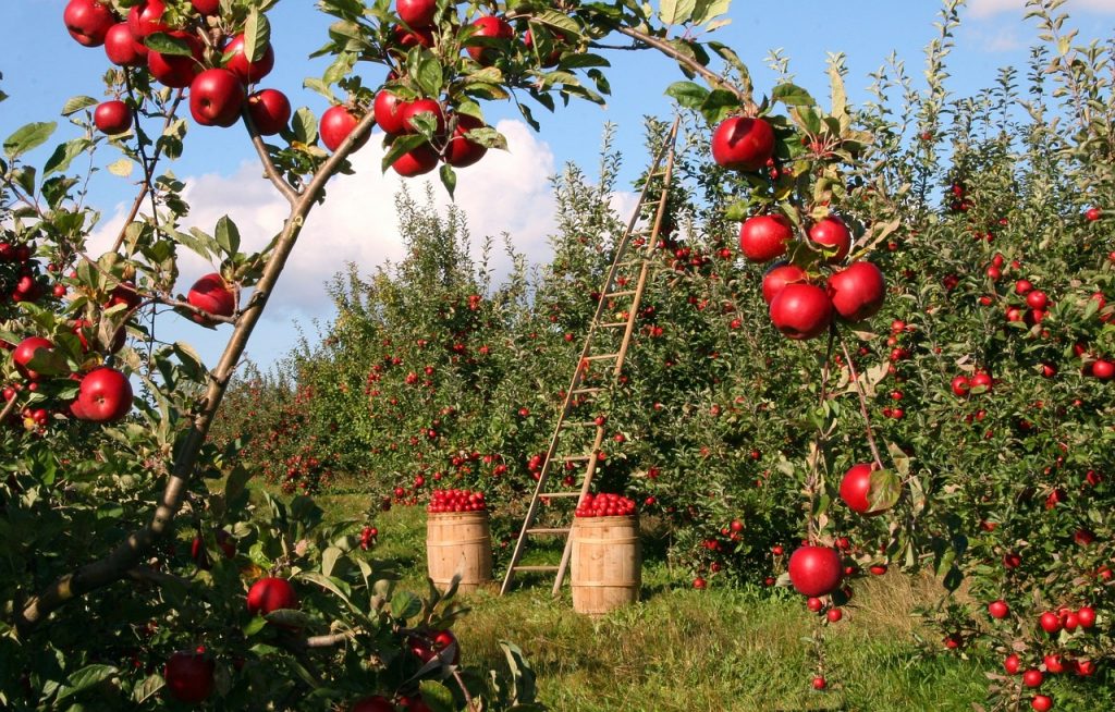  Csehországban a Statisztikai Hivatal hivatalos adatai szerint az októberi infláció 15,1% volt, de az élelmiszer-infláció sokkal magasabb, 25,1% – ehhez képest az alma fogyasztói ára bő 50%-kal csökkent