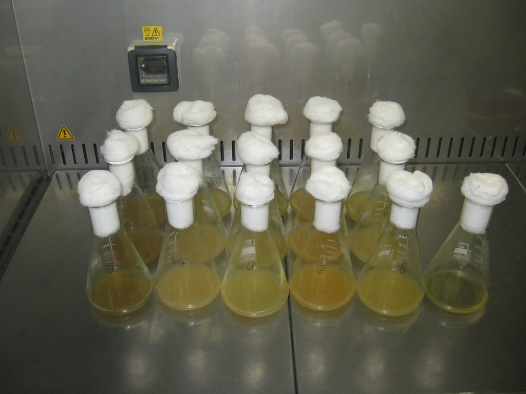 Glifozát tartalmú növényvédőszer (GBH) által indukált imipenem rezisztencia - Fotó: Kaszab E.
