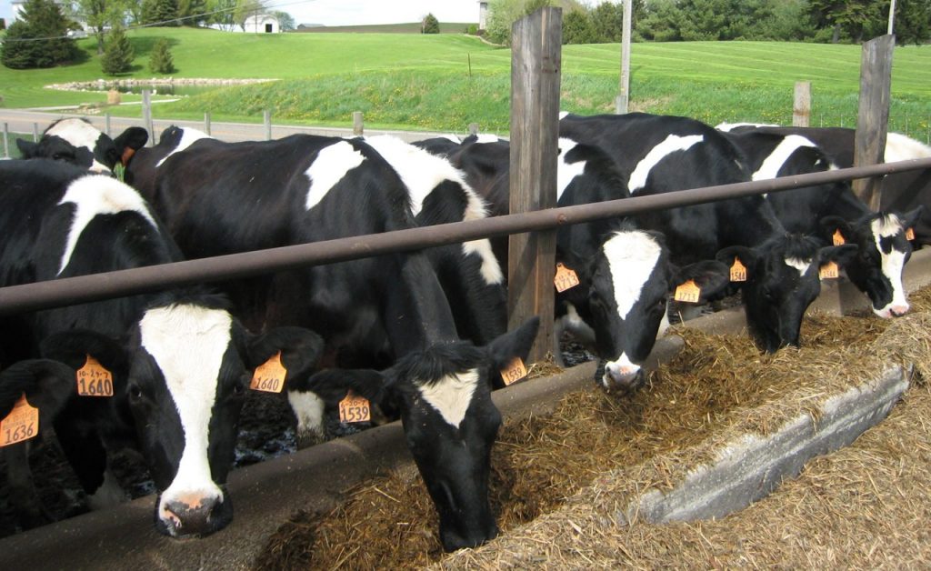A szubakut bendőacidózis fokozza más anyagcserezavarok kockázatát, és komoly állatjóléti és etikai kérdéseket vet fel a tejtermeléssel kapcsolatban