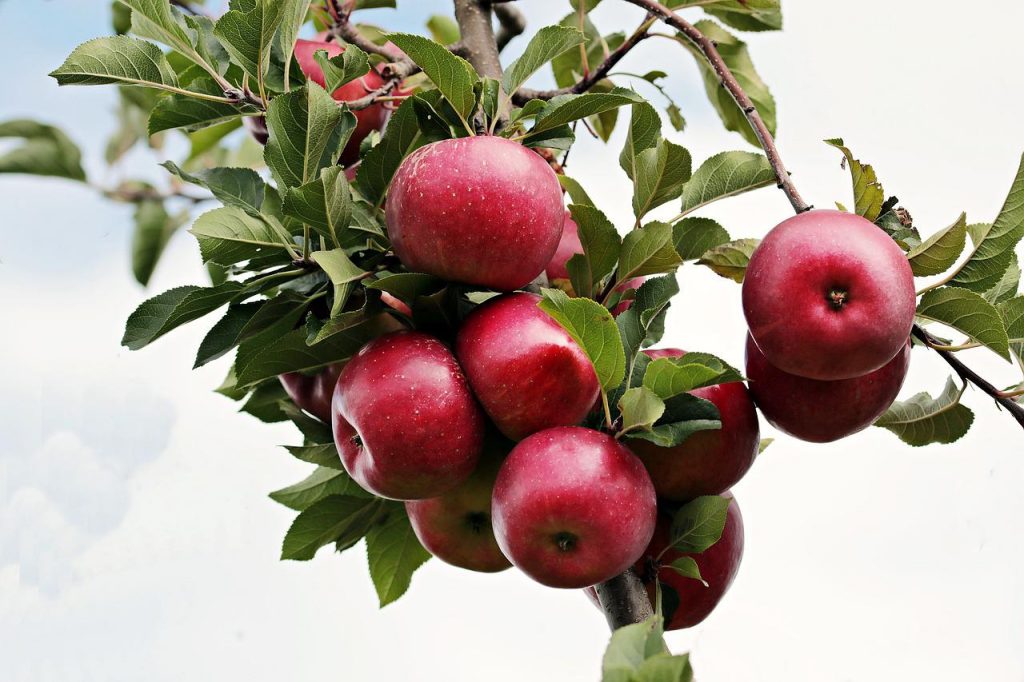 Az almatermesztők idén nagy veszteségeket könyvelnek el, válságos a helyzet, pár helyen már elkezdték felszámolni az ültetvényeket