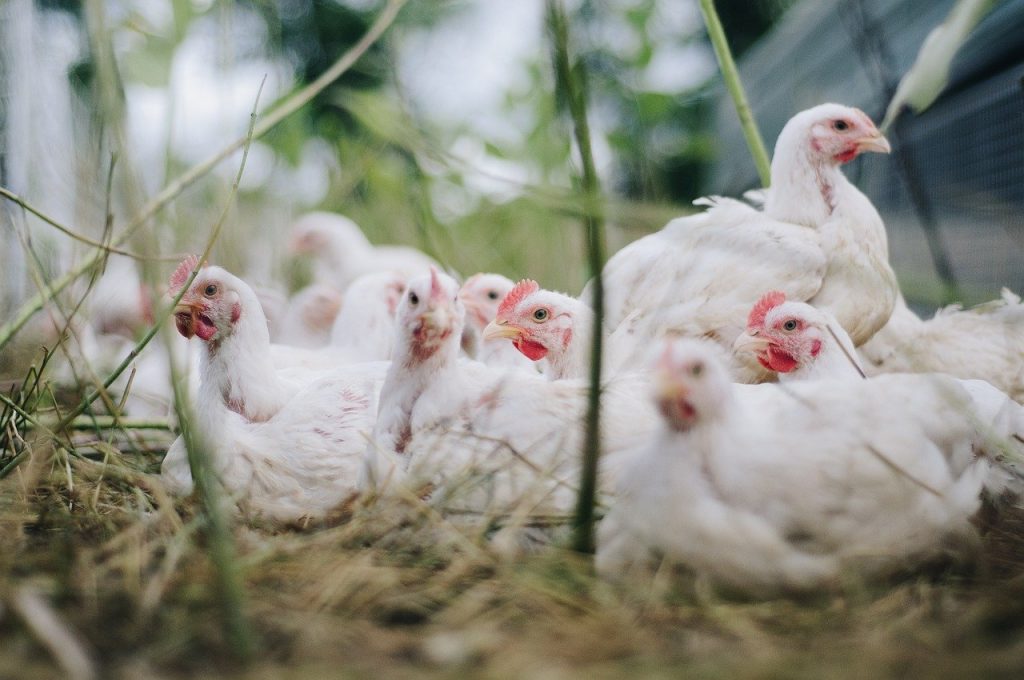 A Huhn³ projekt részét képezi a tojást és a húst egyaránt megfelelő teljesítményű, valamint magas jóléti szintet elérő kettős rendeltetésű csirke előállításának célja is. A projektet Észak-Rajna-Vesztfália tartomány támogatja