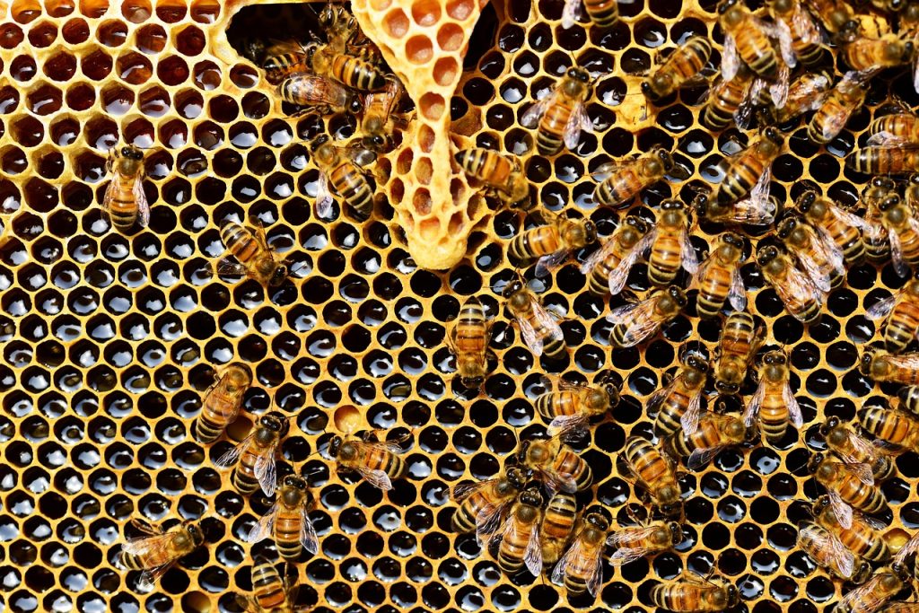„Elkülönítjük a méheket a kolónia életétől, közvetlenül azelőtt, hogy felnőttként kikelnek, így bármi is csökkenti az élettartamukat, az még ezt megelőzően történik”