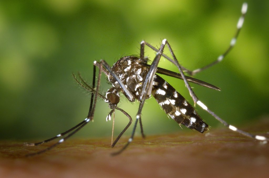  Több tucat vírust terjeszthet, köztük olyan potenciálisan halálos kórokozókat, mint a dengue-, a chikungunya- és a zikavírus