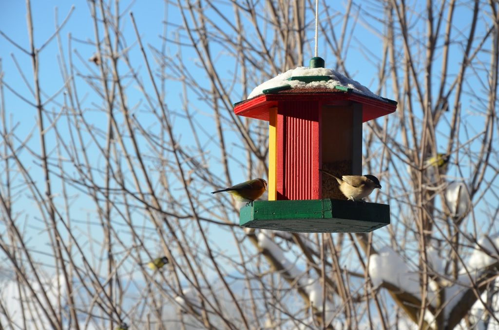 A madáretetés során a természet- és állatkedvelő emberek egyszerre gazdagodhatnak a madármegfigyelés örömével, mindeközben segíthetnek a madaraknak a tél átvészelésében