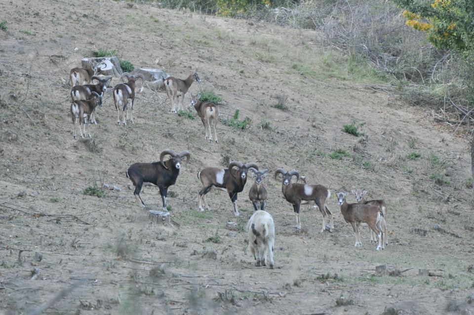 A 15 hektáros vadasparkban dámszarvasok, muflonok, őzek és vaddisznók élnek, a 40-es állományból mára csak 10 maradt meg a kóbor kutyák mészárlása után - Fotó: Somoskő Vadaspark