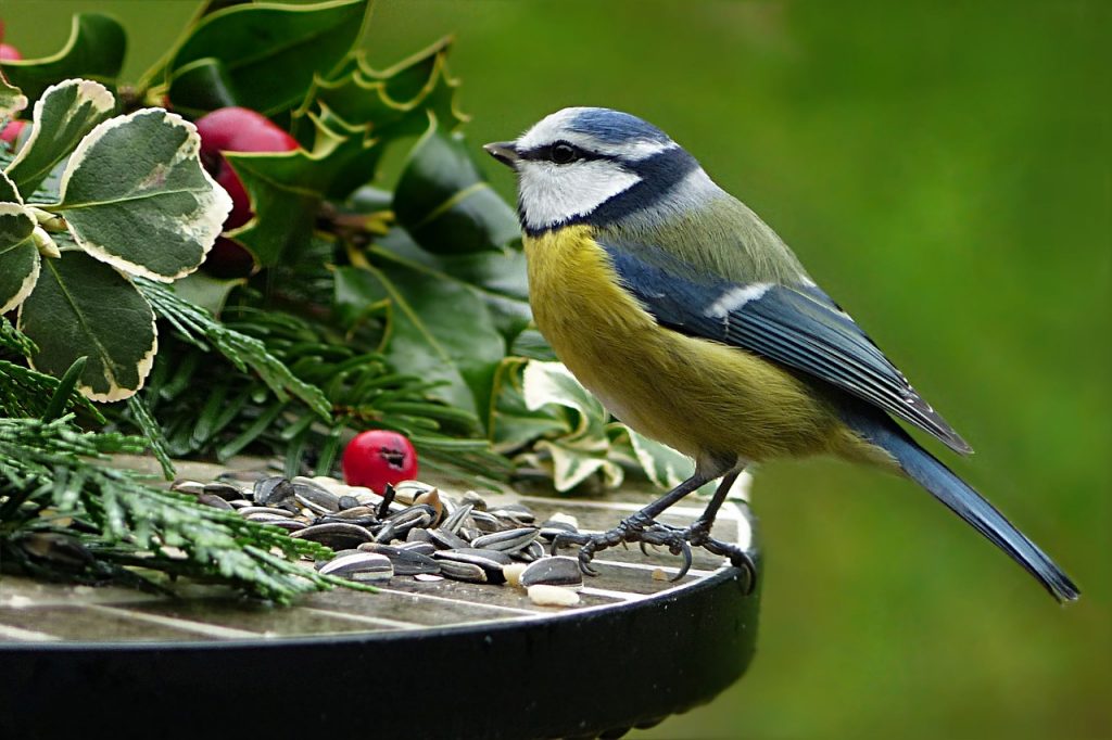 Ilyenkor se feledkezzünk meg kertünkbe szokott madarainkról, hiszen a kis szárnyasok továbbra is előszeretettek fogják látogatni a madáretetőket a kora tavaszi időszakban is