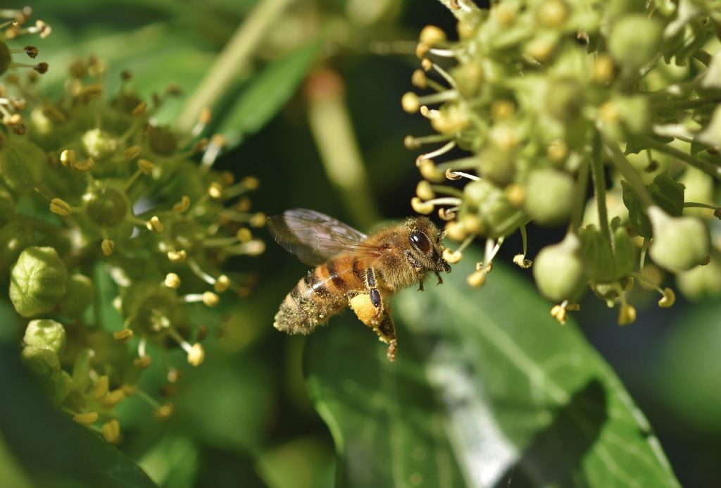 Az Európai Unió végrehajtó szerve útvonalakat határozott meg a méhek és más beporzók számára, hogy zavartalanul repülhessenek Európa-szerte élelem és menedék után kutatva